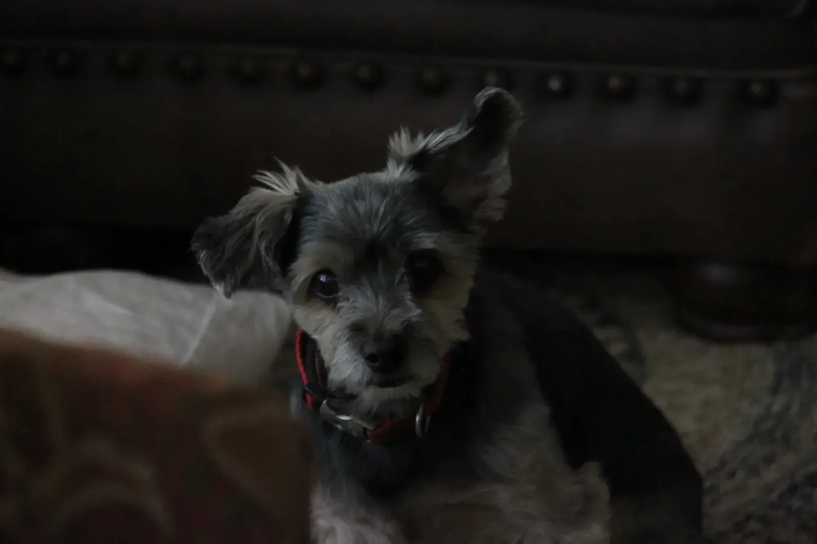 Small gray dog resting on a leather chair