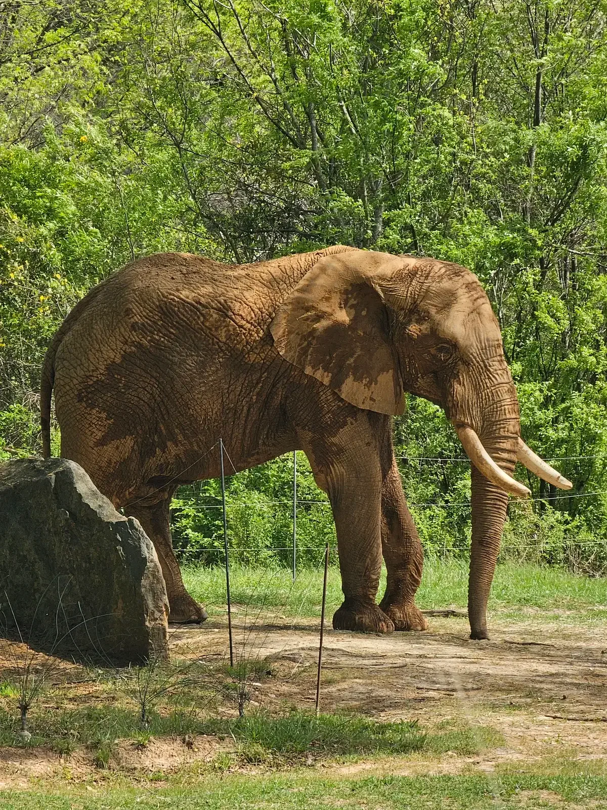 Elephant standing in profile beneath green trees