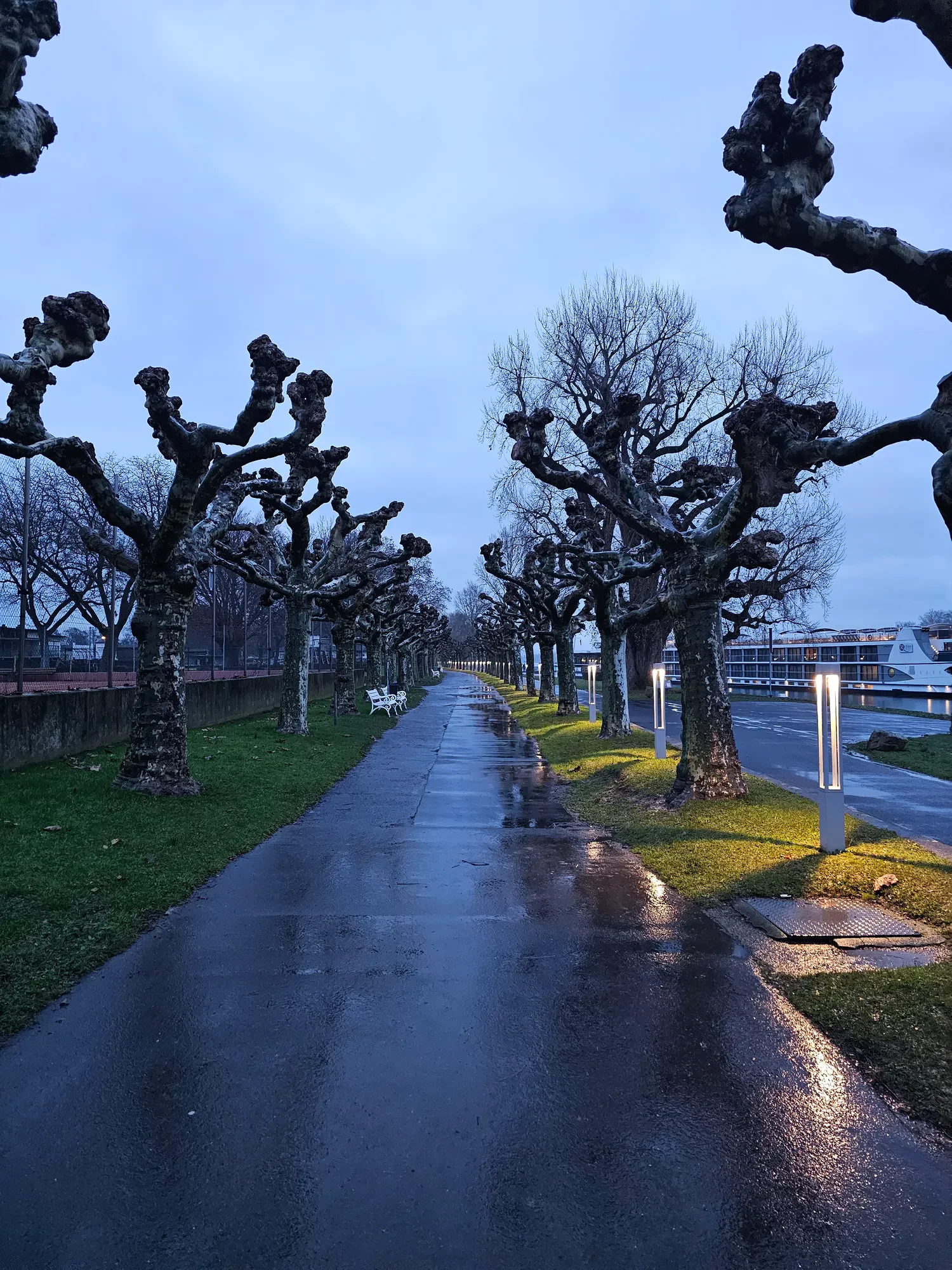 Rain-darkened walkway beneath pollarded trees beside a river