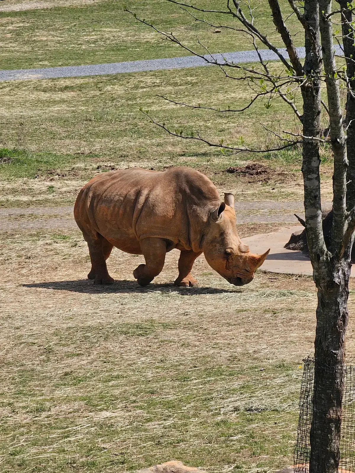 Rhinoceros walking across an open grassy habitat